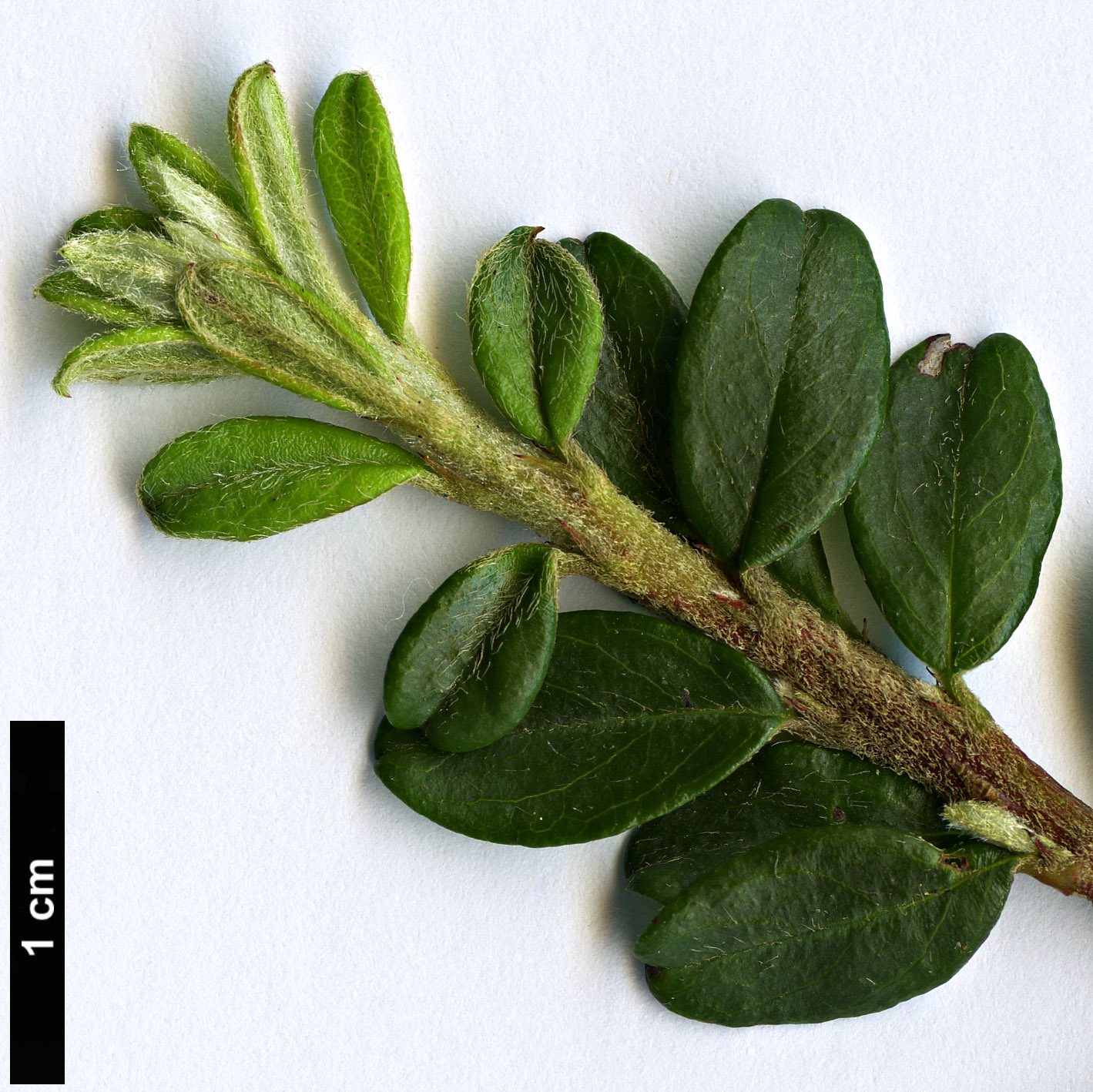 High resolution image: Family: Rosaceae - Genus: Cotoneaster - Taxon: conspicuus - SpeciesSub: ’Twyfords Alarm’ High resolution image: Family: Rosaceae - Genus: Cotoneaster - Taxon: conspicuus - SpeciesSub: ’Twyfords Alarm’